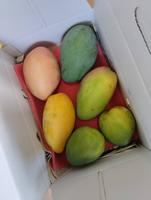 芒果一盒